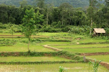 pirinç tarlaları - laos