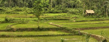 pirinç tarlaları - laos