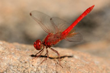 Red Dragonfly clipart