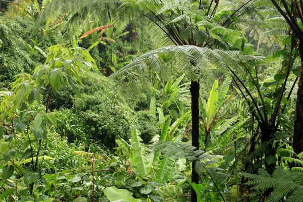 Jungle in Malaysia — Stock Photo, Image