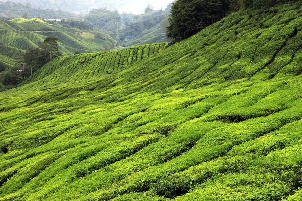 Plantación de té, Malasia — Foto de Stock