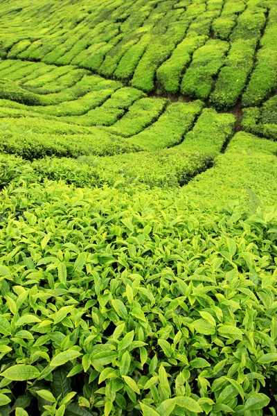 Teeplantage in Malaysia — Stockfoto
