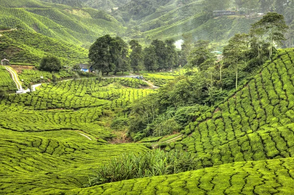 Tea ültetvény, Malajzia — Stock Fotó