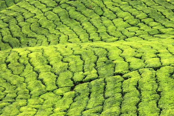 Piantagione di tè, Malesia — Foto Stock