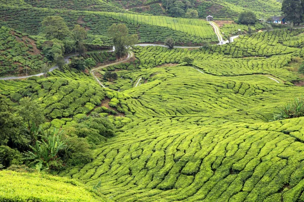 stock image Tea Plantation, Malaysia