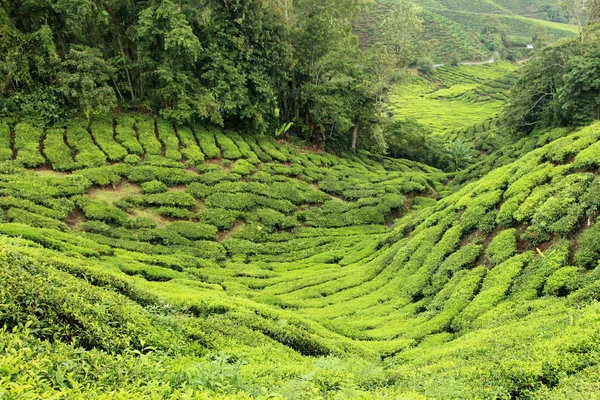 Plantação de chá, Malásia — Fotografia de Stock