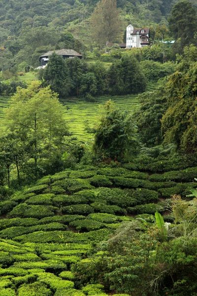 紅茶のプランテーション、マレーシア — ストック写真