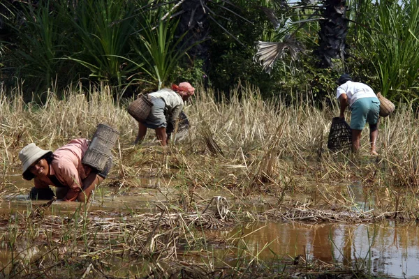 tarım arazileri - siem reap, Kamboçya