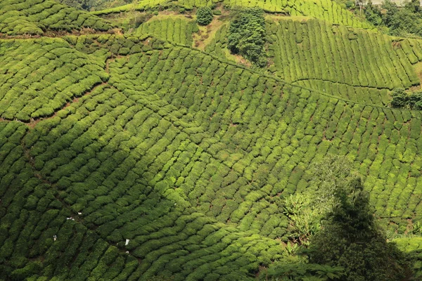 Plantación de té, Malasia — Foto de Stock