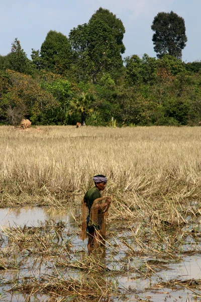 Tierras agrícolas - Siem Reap, Camboya —  Fotos de Stock