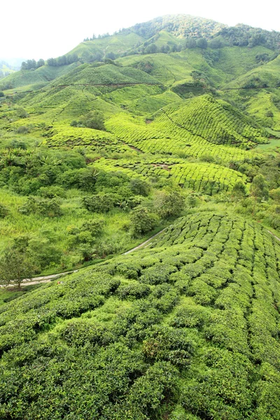 Herbata plantation, Malezja — Zdjęcie stockowe