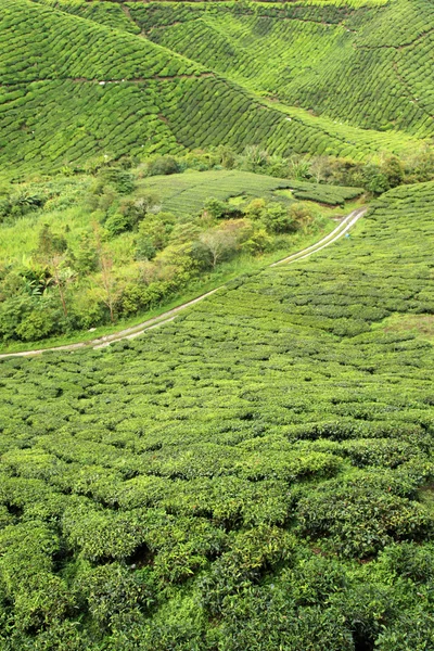 紅茶のプランテーション、マレーシア — ストック写真