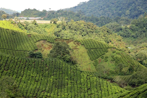 Tea Plantation, Malaysia — Stock Photo, Image
