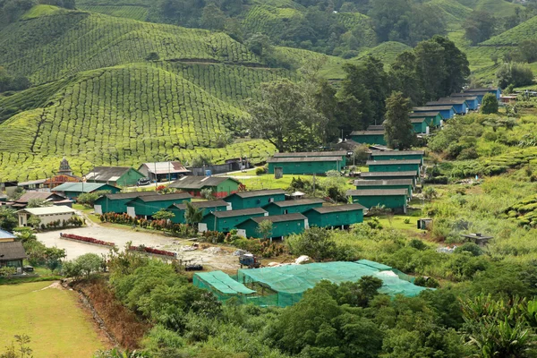 Tea Plantation, Malaysia — Stock Photo, Image