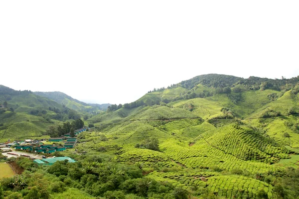 Teplantage, malaysia — Stockfoto