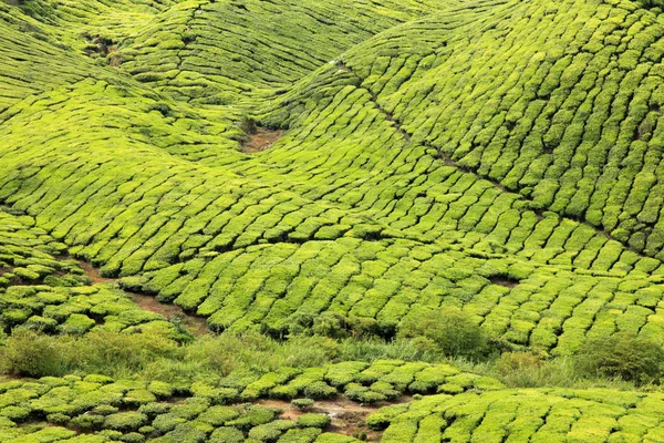 茶叶种植园马来西亚 — 图库照片