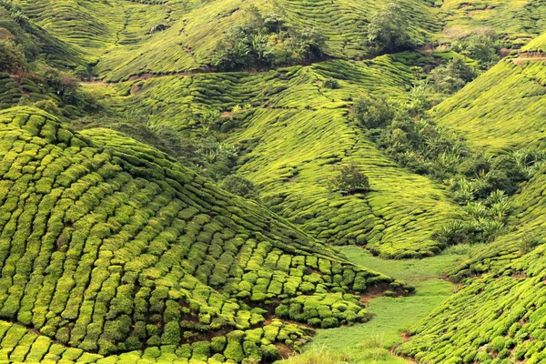 Plantação de chá, Malásia — Fotografia de Stock
