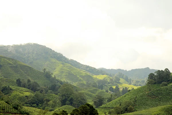 stock image Tea Plantation, Malaysia