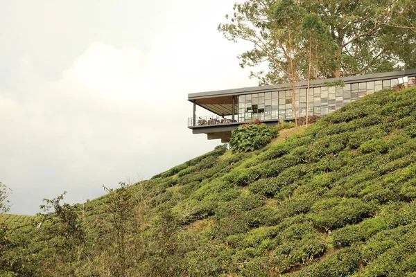 stock image Tea Plantation, Malaysia