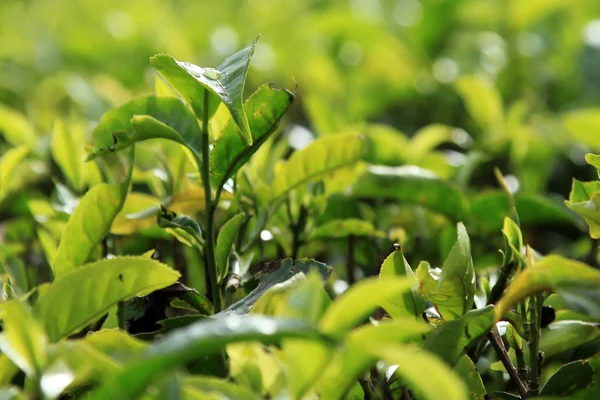 Чайні плантації, Малайзія — стокове фото
