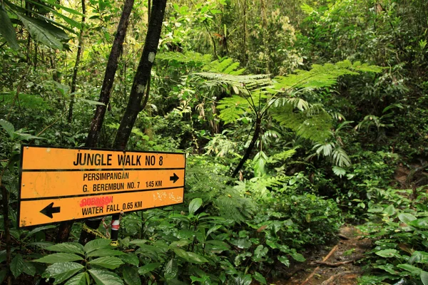 Floresta tropical na Montanha Beremban Cameron Highlands, Malásia — Fotografia de Stock