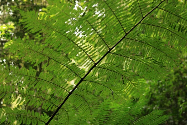 Beremban 산-Cameron 고원, 말레이시아에서 열대우림 — 스톡 사진