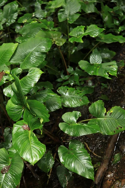 Foresta pluviale sul monte Beremban - Cameron Highlands, Malesia — Foto Stock