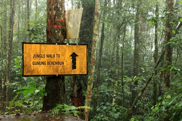 Deštný prales v beremban mountain - cameron highlands, Malajsie — Stock fotografie