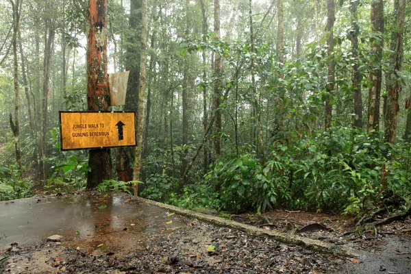 Τροπικό δάσος στο βουνό beremban - cameron highlands, Μαλαισία — Φωτογραφία Αρχείου