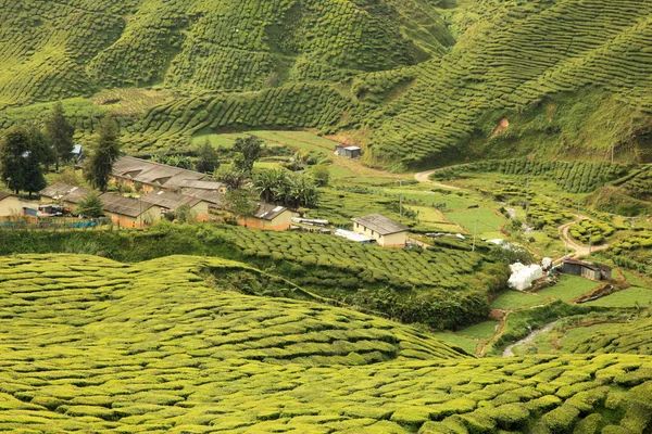 Plantación de té, Malasia — Foto de Stock