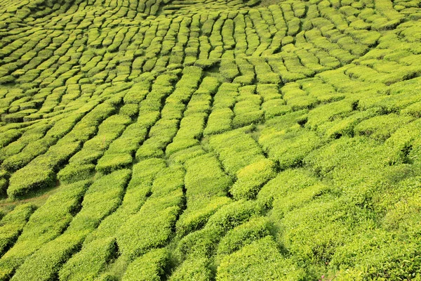 Чайная плантация — стоковое фото