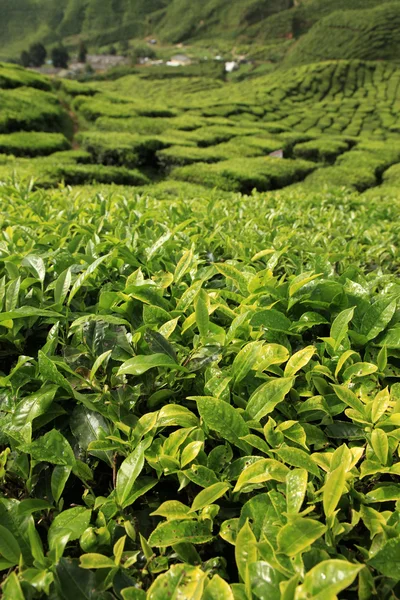 新鮮な茶葉 - マレーシア — ストック写真