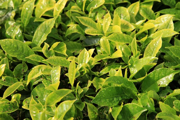 Fresh Tea Leaves - Malaysia — Stock Photo, Image