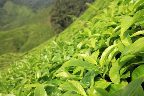 Herbaty świeżych liści - Malezja — Zdjęcie stockowe