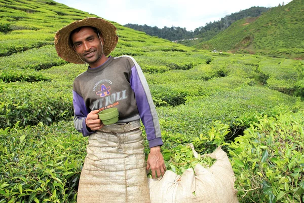 stock image Tea Plantation, Malaysia