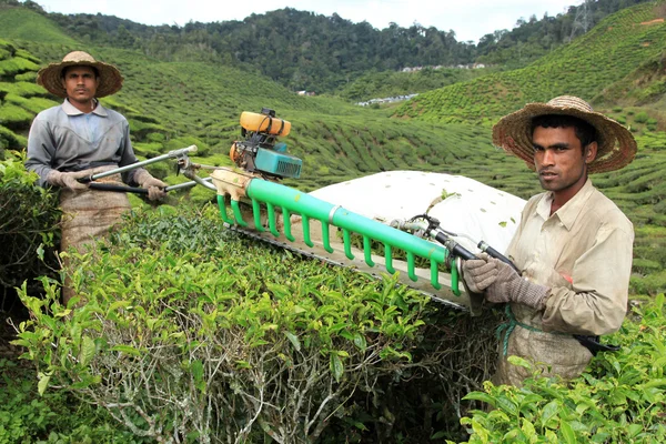 चाय बागान, मलेशिया — स्टॉक फ़ोटो, इमेज