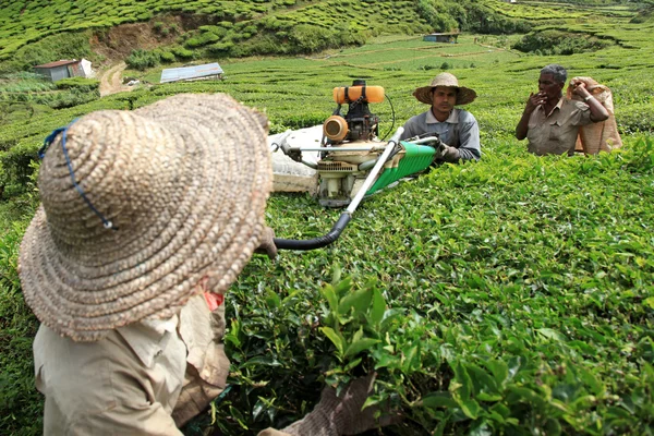 stock image Tea Plantation, Malaysia