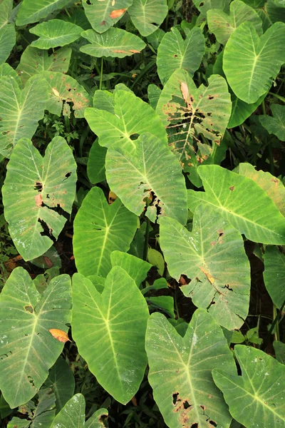Grüne Blätter am Bringchang-Gebirge, im Hochland von Kamerun, Malaysia — Stockfoto