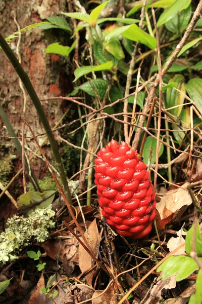 Rote Waldfrüchte - cameron highlands, malaysia — Stockfoto