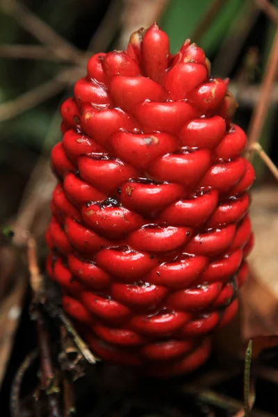 Červená lesní ovoce - cameron highlands, Malajsie — Stock fotografie