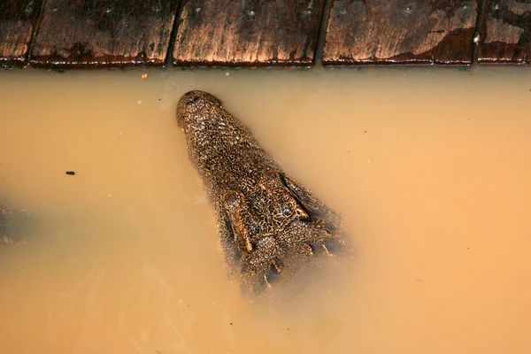 Crocodille Tonle Sap, Kamboja — Stok Foto
