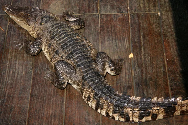 Crocodille - tonle sap, Kamboçya — Stok fotoğraf
