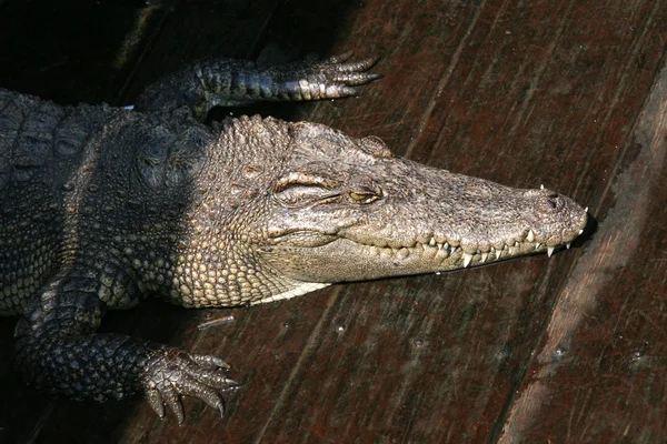 Crocodille - tonle sap, Kambodża — Zdjęcie stockowe