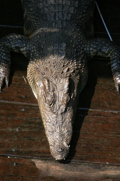 Crocodille - tonle sap, Kambodža — Stock fotografie