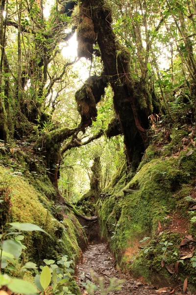 Foresta pluviale a Brinchang Mountain in Cameron Highlands, Malesia — Foto Stock