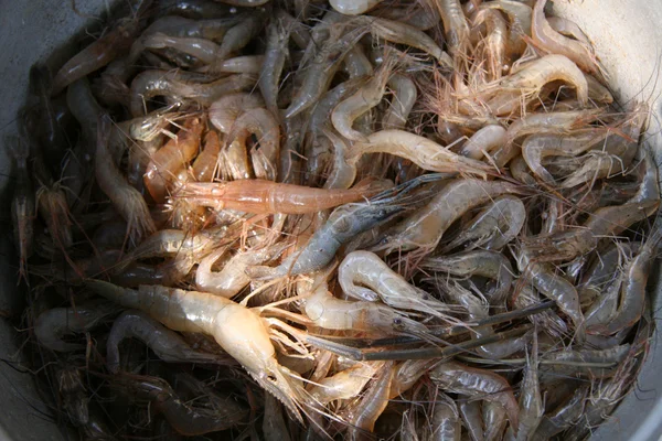Krevety - tonle sap, Kambodža — Stock fotografie