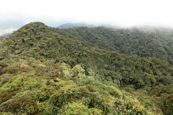 Гора Бринчанг, Кэмерон Хайлендс, Малайзия — стоковое фото
