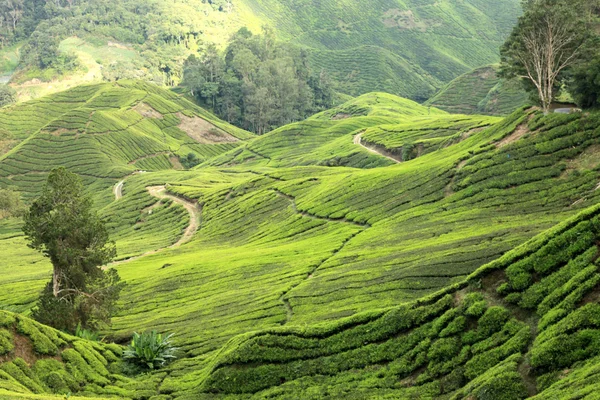 Plantation de thé, Malaisie — Photo