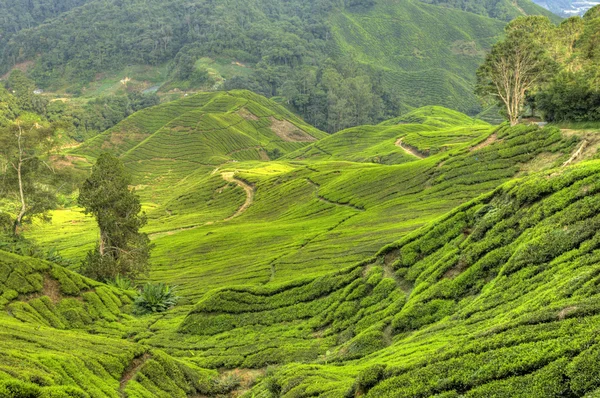 Чайні плантації, Малайзія — стокове фото