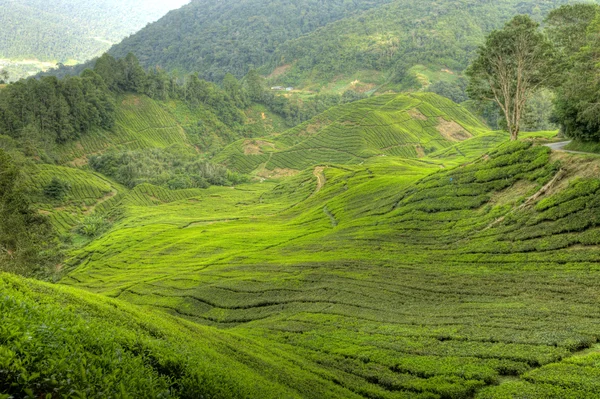 茶叶种植园马来西亚 — 图库照片
